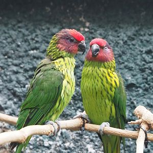 Goldie's lorikeets (Glossoptilus goldiei), 2022-08-16