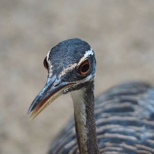 Sunbittern (Eurypyga helias), 2022-08-16