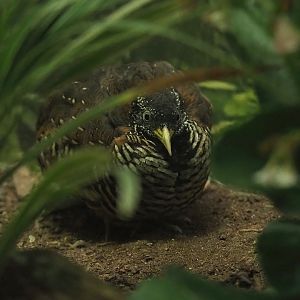 Barred buttonquail  (Turnix suscitator), 2022-08-16