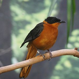 Snowy-crowned robin-chat (Cossypha niveicapilla), 2022-08-16