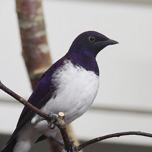 Amethyst starling (Cinnyricinclus leucogaster), 2022-08-16