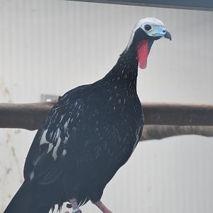 Vogelpark Turnersee - Red-throated piping-guan