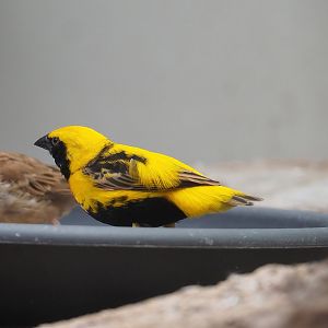 Yellow-crowned bishop (Euplectes afer), 2022-08-16