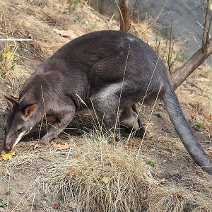 Dusky pademelon (Thylogale brunii), 2022-08-16