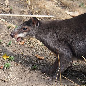 Dusky pademelon (Thylogale brunii), 2022-08-16