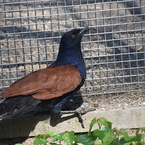 Vogelpark Turnersee - Greater coucal