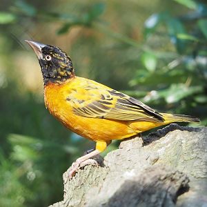 Village weaver (Ploceus cucullatus), 2022-08-16