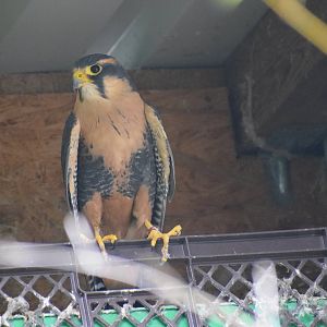 Aplomado falcon - August 2022
