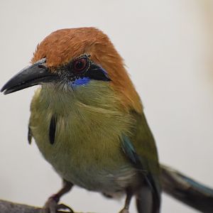 Russet-crowned motmot