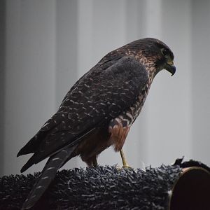 New Zealand falcon