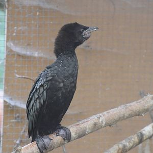 Pygmy Cormorant