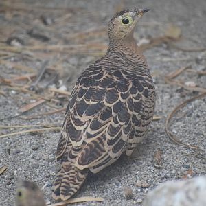 Four-banded sandgrouse
