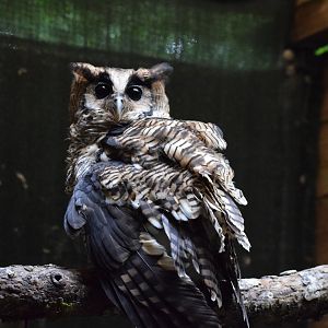 Fraser's eagle-owl