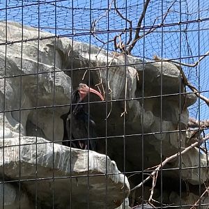 Northern Bald Ibis (8/10/23)