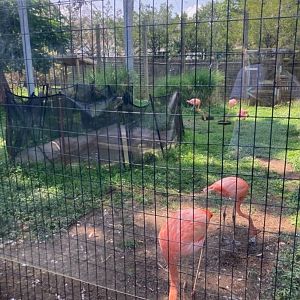 Second Chilean Flamingo Flock (8/10/23)