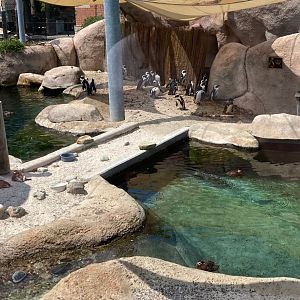 Penguin Beach (8/10/23)