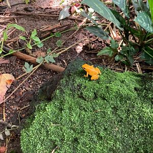 Golden Poison Dart Frog (8/10/23)