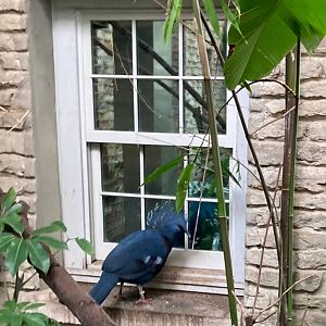 Victoria Crowned Pigeon (8/10/23)
