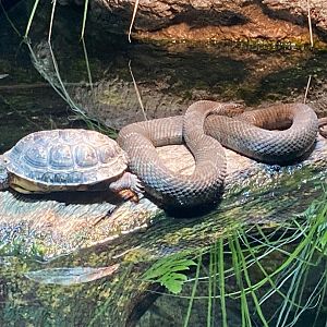Blanford's Turtle and Northern Water Snake Buddies (8/10/23)