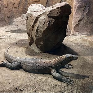 Komodo Dragon (8/10/23)