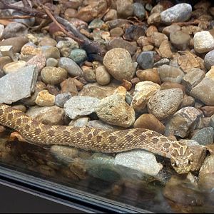 Western Hognose Snake (8/10/23)