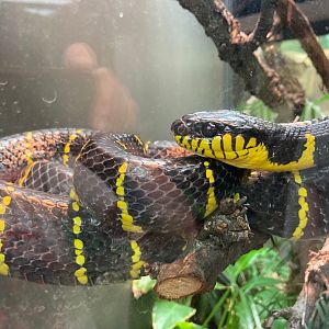 Mangrove Snake (8/10/23)