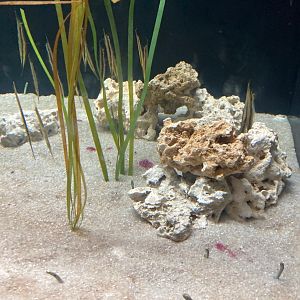 Spotted Garden Eels and Razorfish (8/10/23)