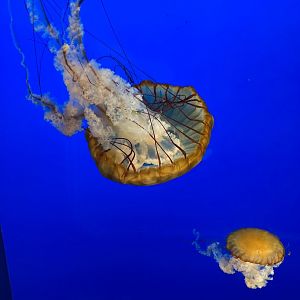Pacific Sea Nettles (8/10/23)