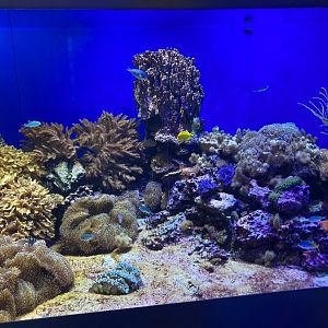Beautiful Reef Tank (8/10/23)