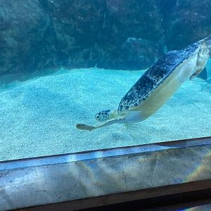 Tink the Green Sea Turtle (8/10/23)