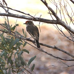 Imm. Red-capped robin