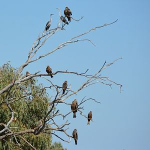 Imm. Black kites with imm. Pacific herons