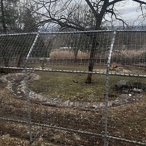 African Lion Exhibit