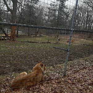 African Lion Exhibit