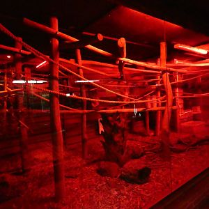 Linnaeus's two-toed sloth enclosure (Nocturnal house)