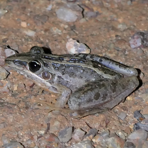 Striped Rocket Frog