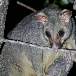 Common Brushtail Possum