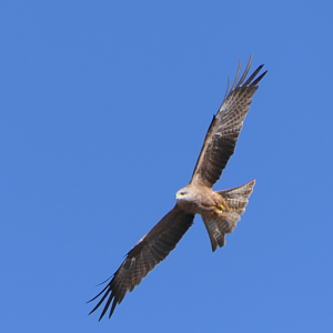Black Kite