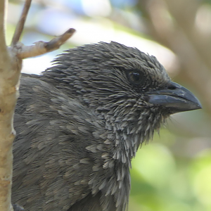 Apostlebird