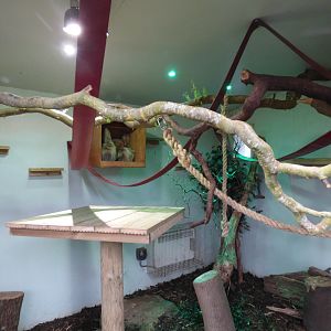 Linnaeus's two-toed sloth enclosure (2017)