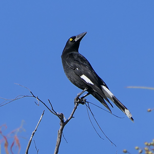Pied Currawong