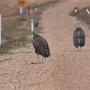 Australian Bustards