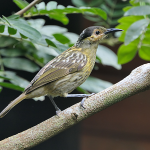 Macleay's Honeyeater