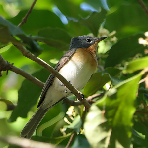Leaden Flycatcher