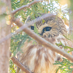 Northern Saw-Whet Owl