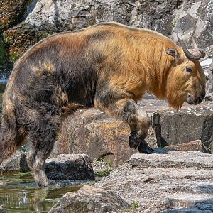 Sichuan takin (Budorcas taxicolor tibetana)