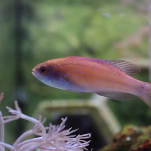 Wrasse ID
