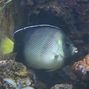 Yellowtail Angelfish