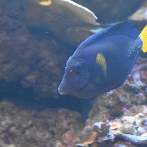 Yellowtail Tang