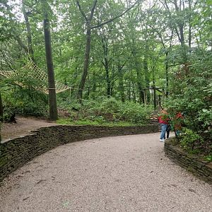 Squirrel monkey forest